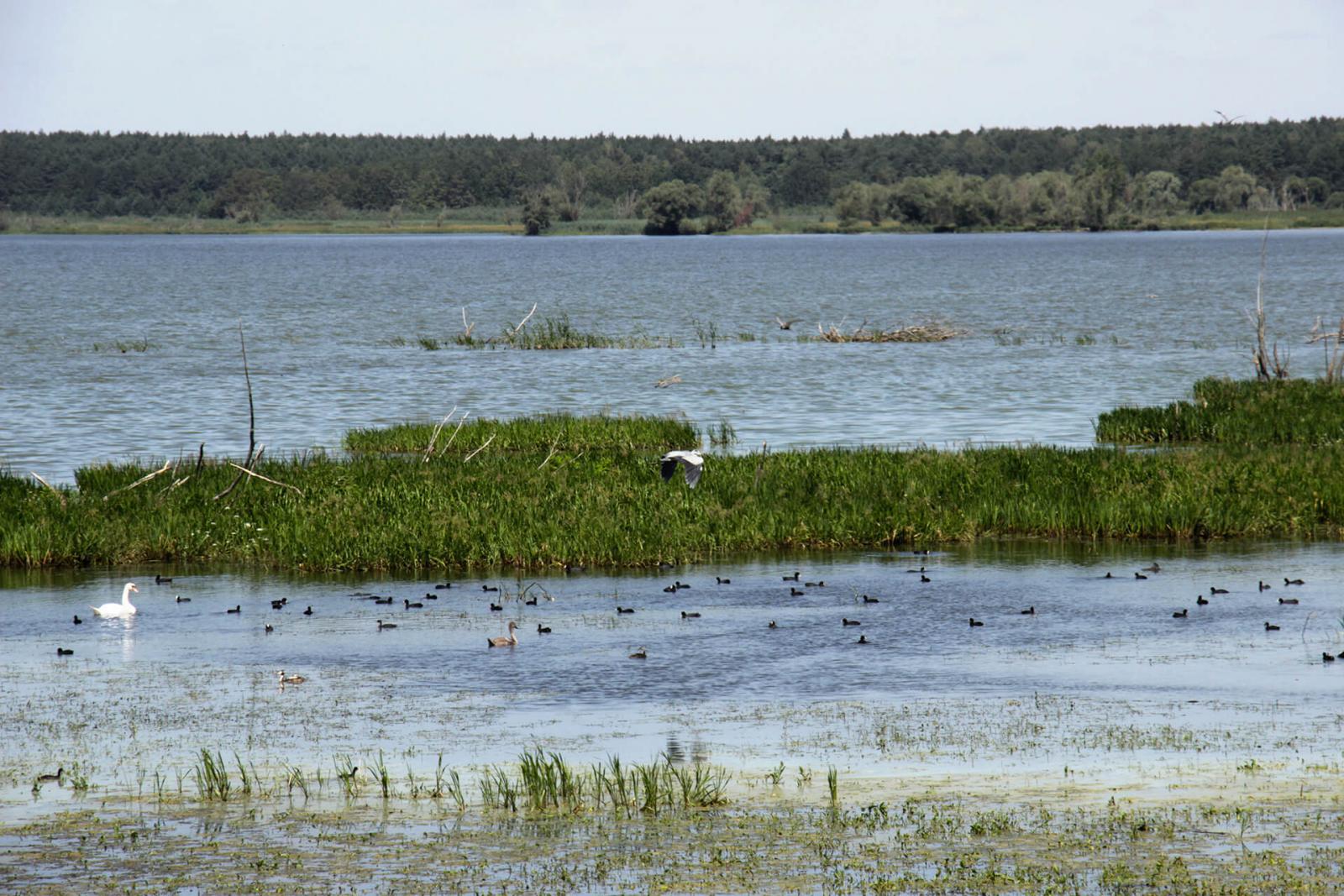 Turawa