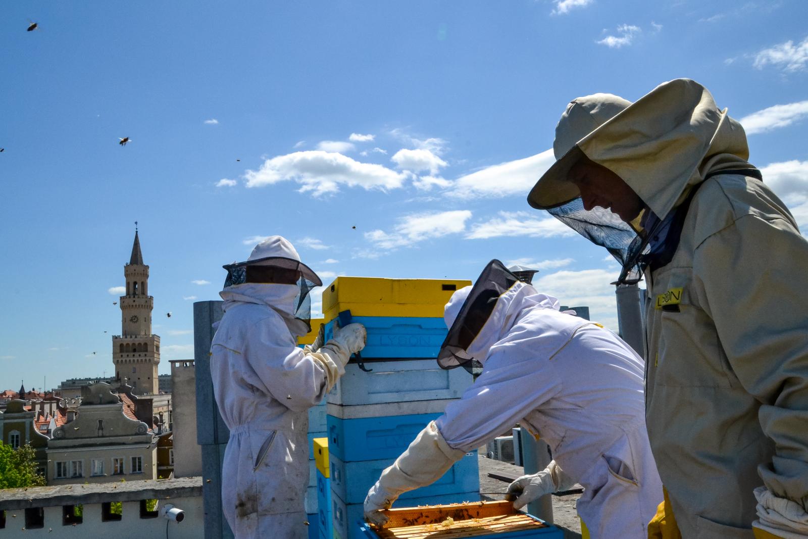 Pszczoły na dachu miejskiej pasieki