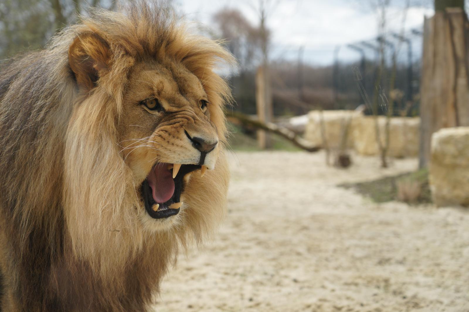 lew na wybiegu