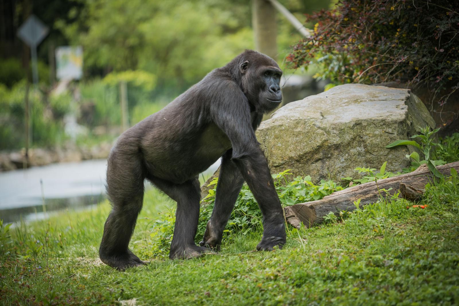 goryl na wybiegu