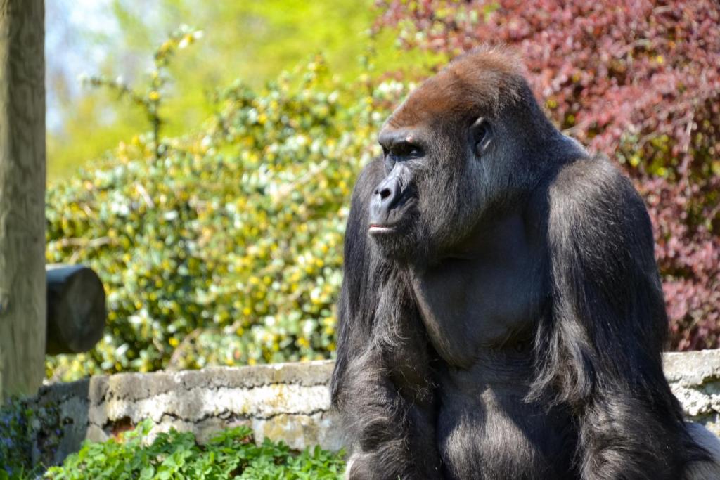 Goryl, fot. Anna Pasrkitna