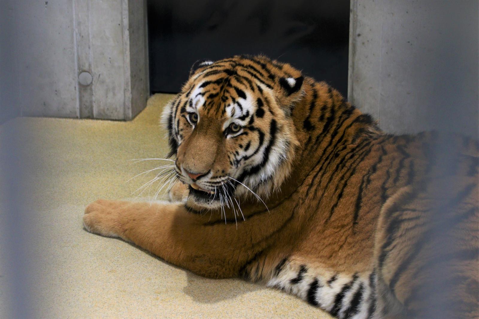 Tygrys syberyjski Diego