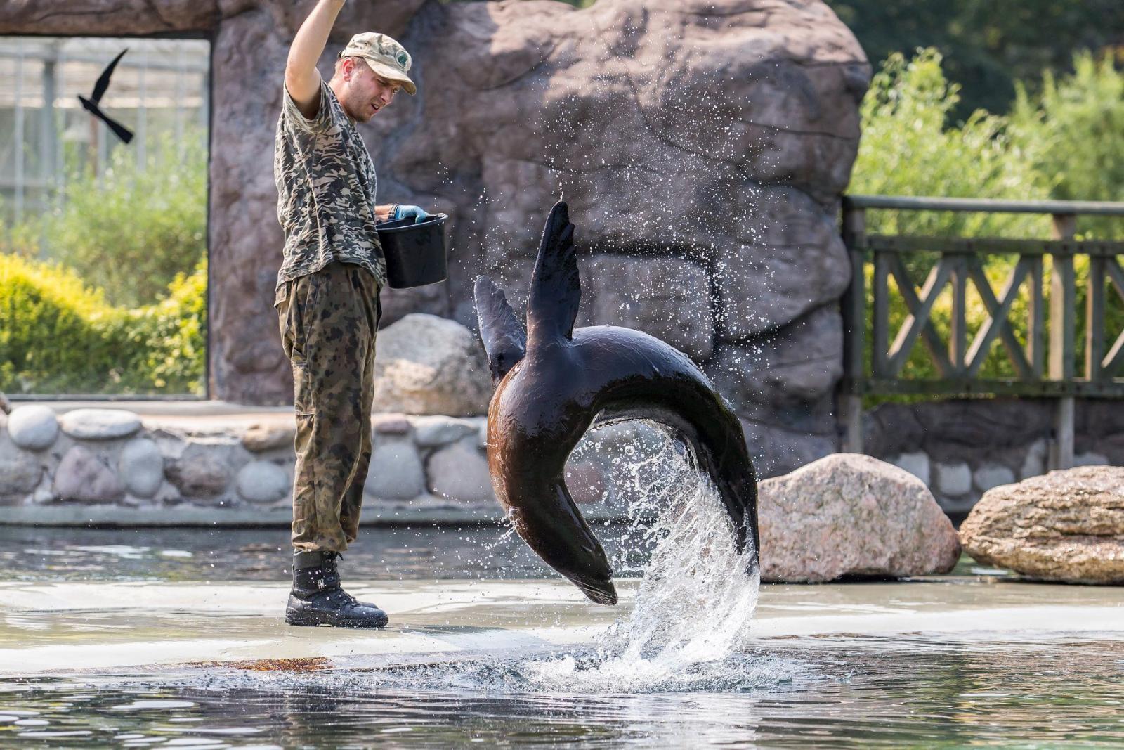 Karmienie uchatki, fot. J. Małkowski