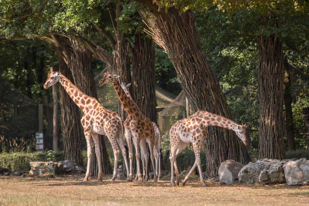 żyrafy, fot. A. Parkitna