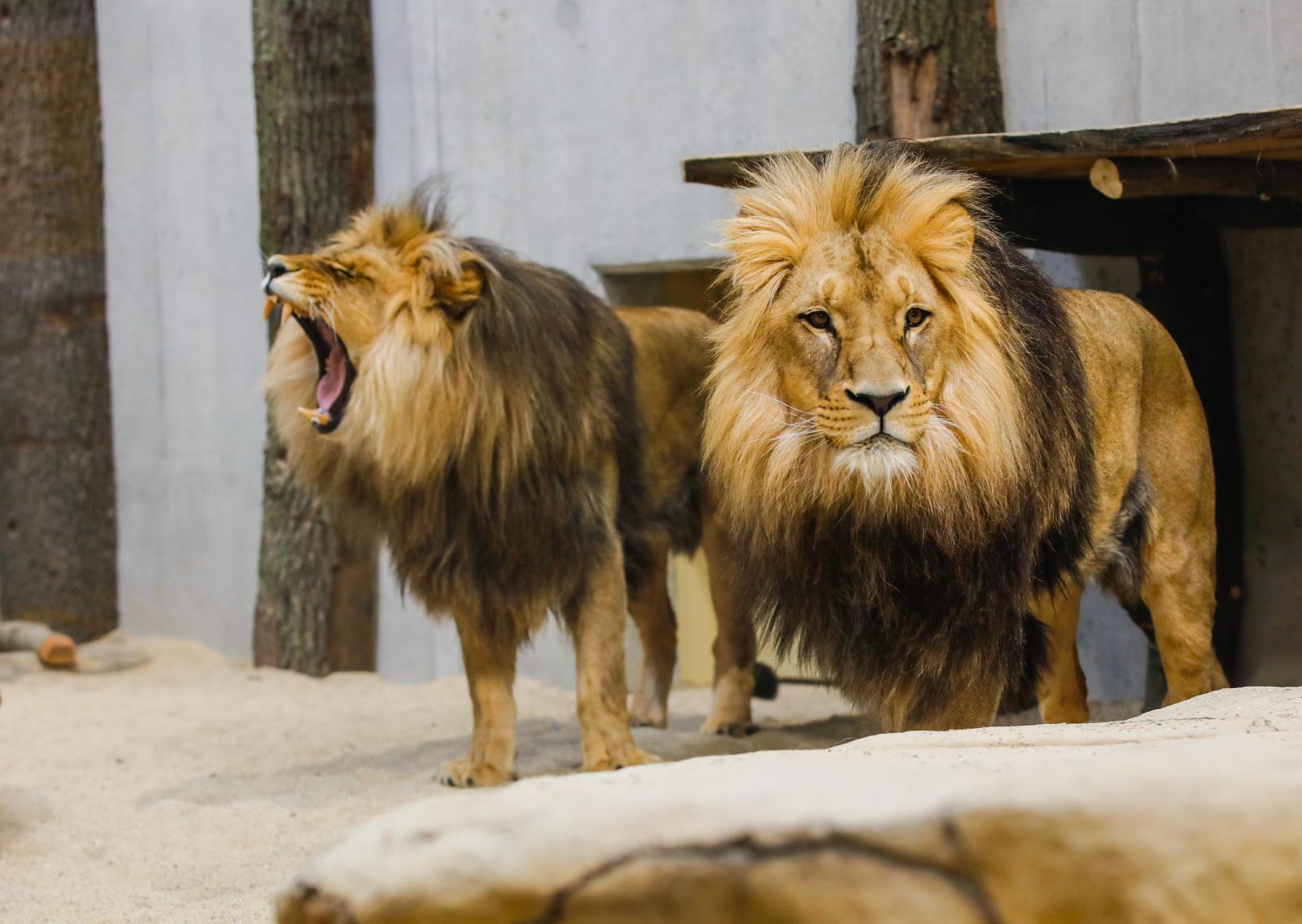 Atos i Portos, lwy opolskie