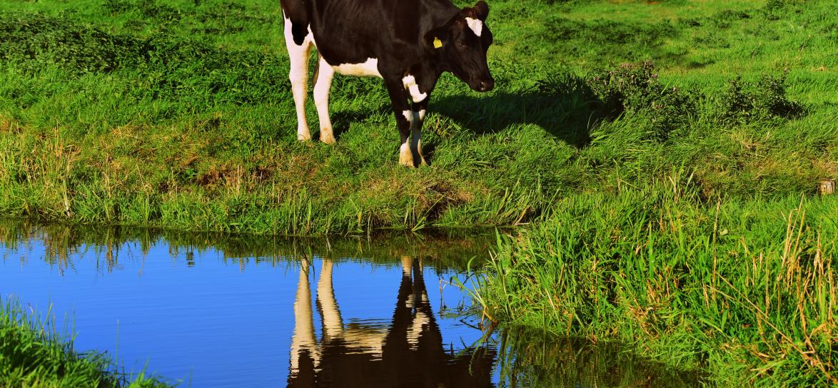 Krowa