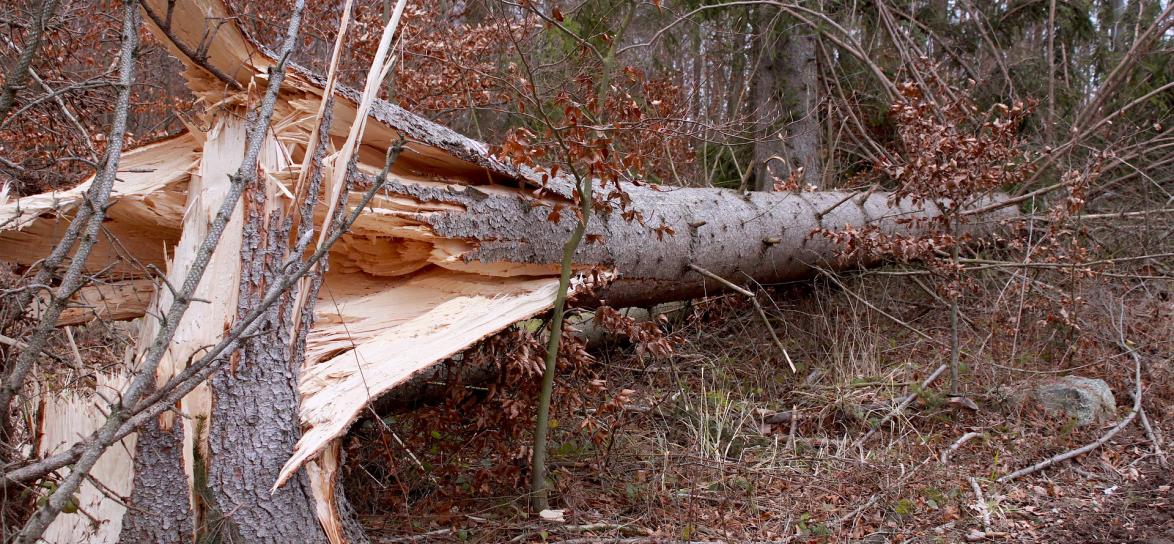 Powalone przez wiatr drzewo